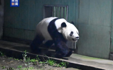 晓晓与蕾蕾平安归国：中日友谊的熊猫使者