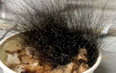 办公室惊现奇观：牛肉饭节后长出15cm“黑发”之谜